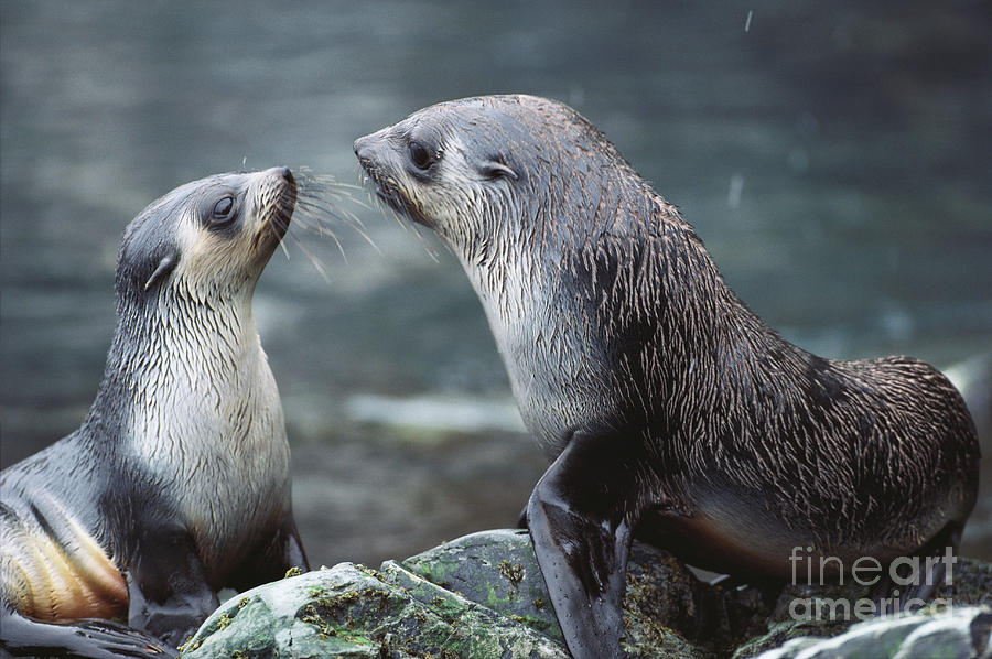 Southern Fur Seal Wallpaper