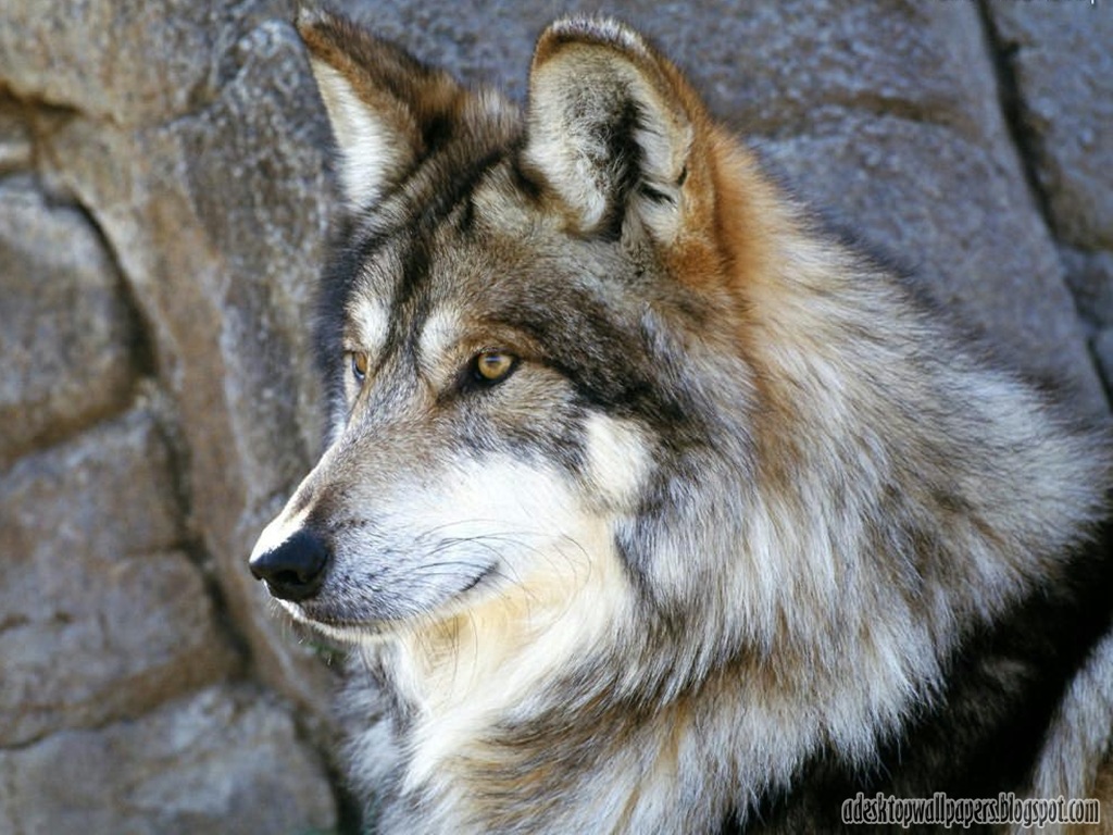 Wolf Animal Desktop Wallpaper