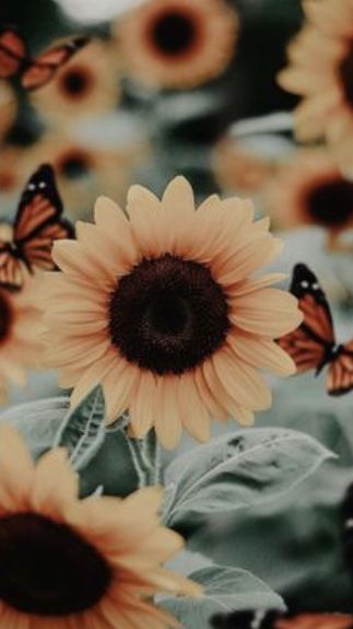 iPhone Wallper Flower Wallpaper