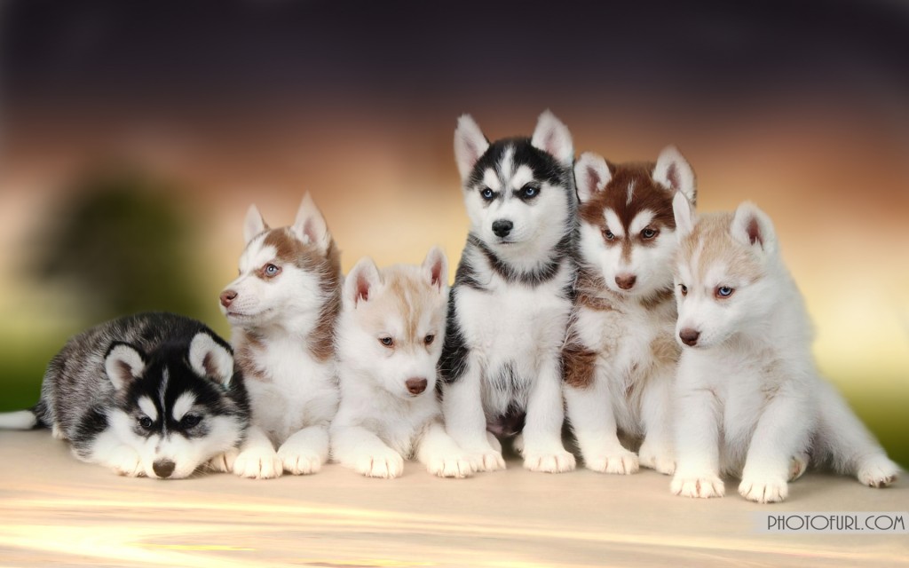 Baby Husky Wallpaper HD Photography Dogs