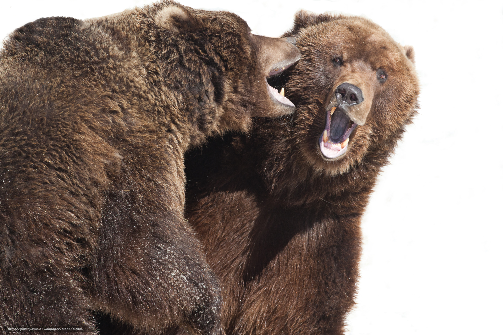 Wallpaper Bears At Play Alaska Zoo Kodiak Desktop