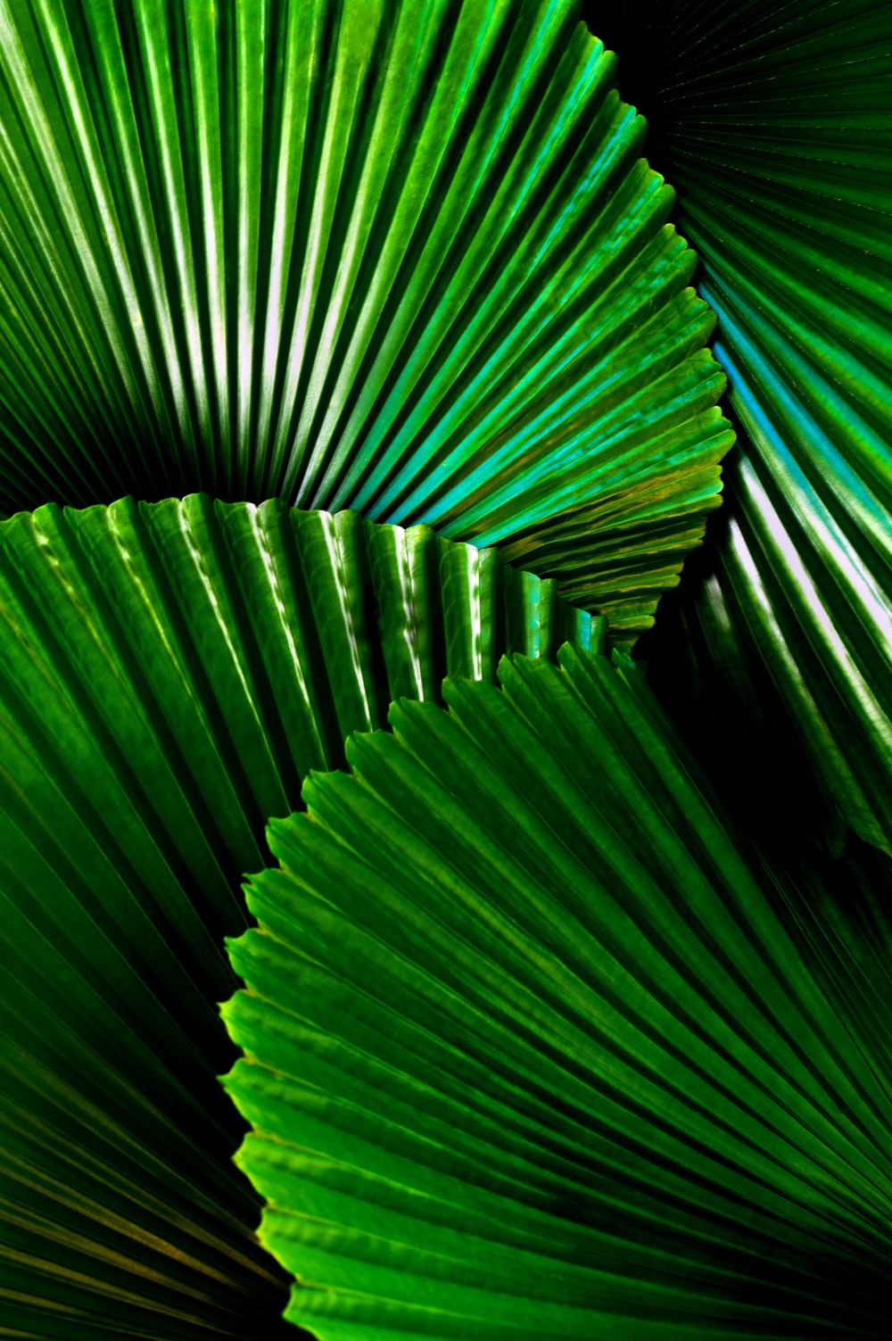 Green Leafed Plant Photo Image