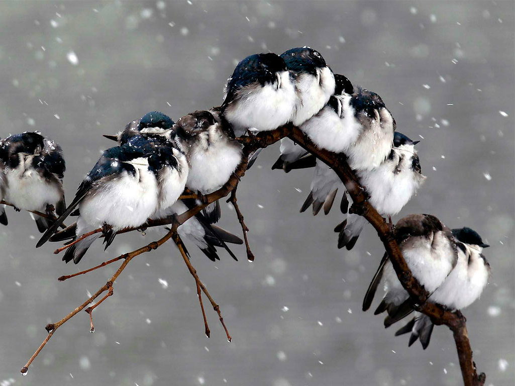 Winter Birds Desktop Wallpaper On