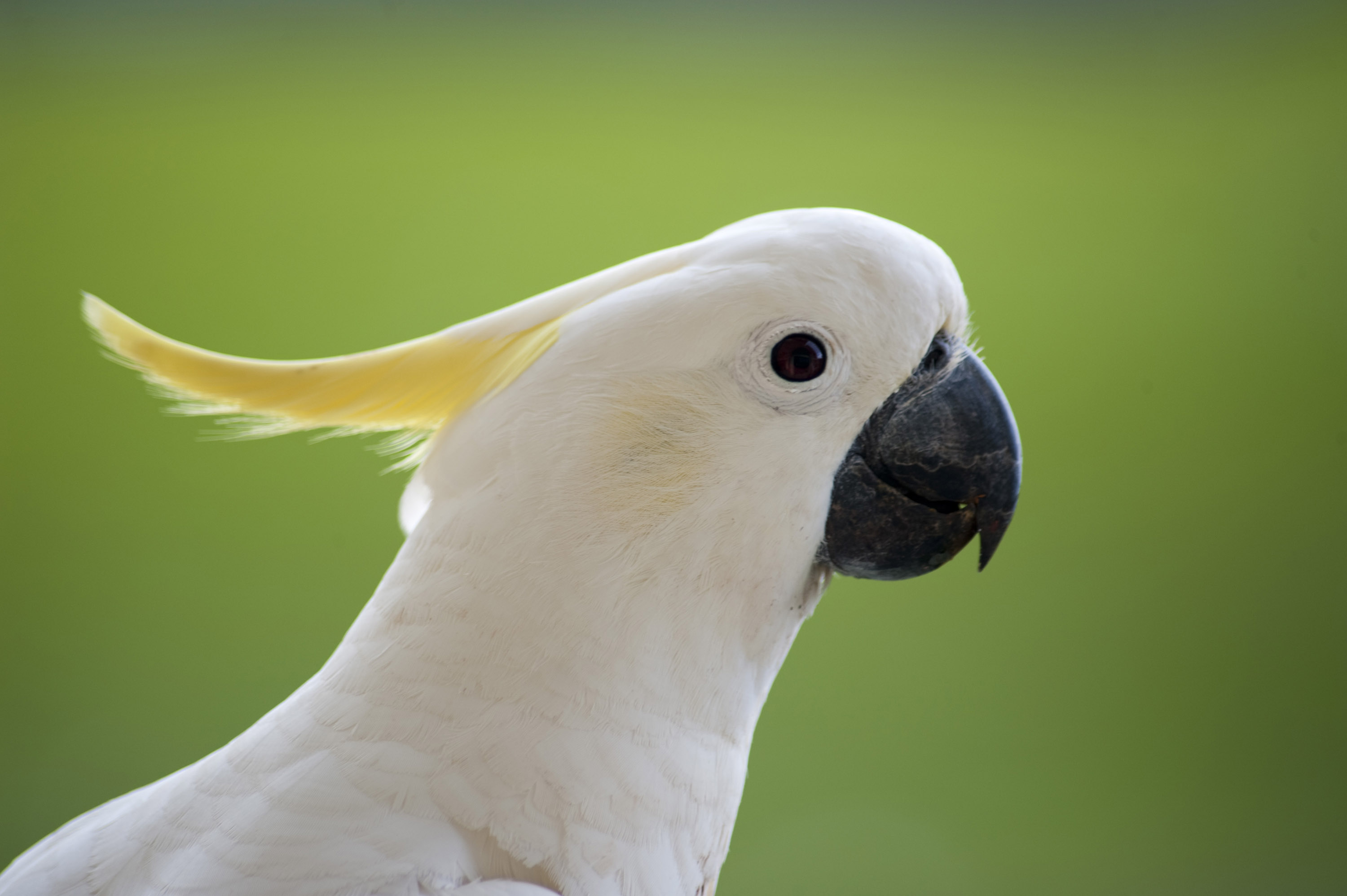 Cockatoo Wallpaper Animal Hq Pictures 4k