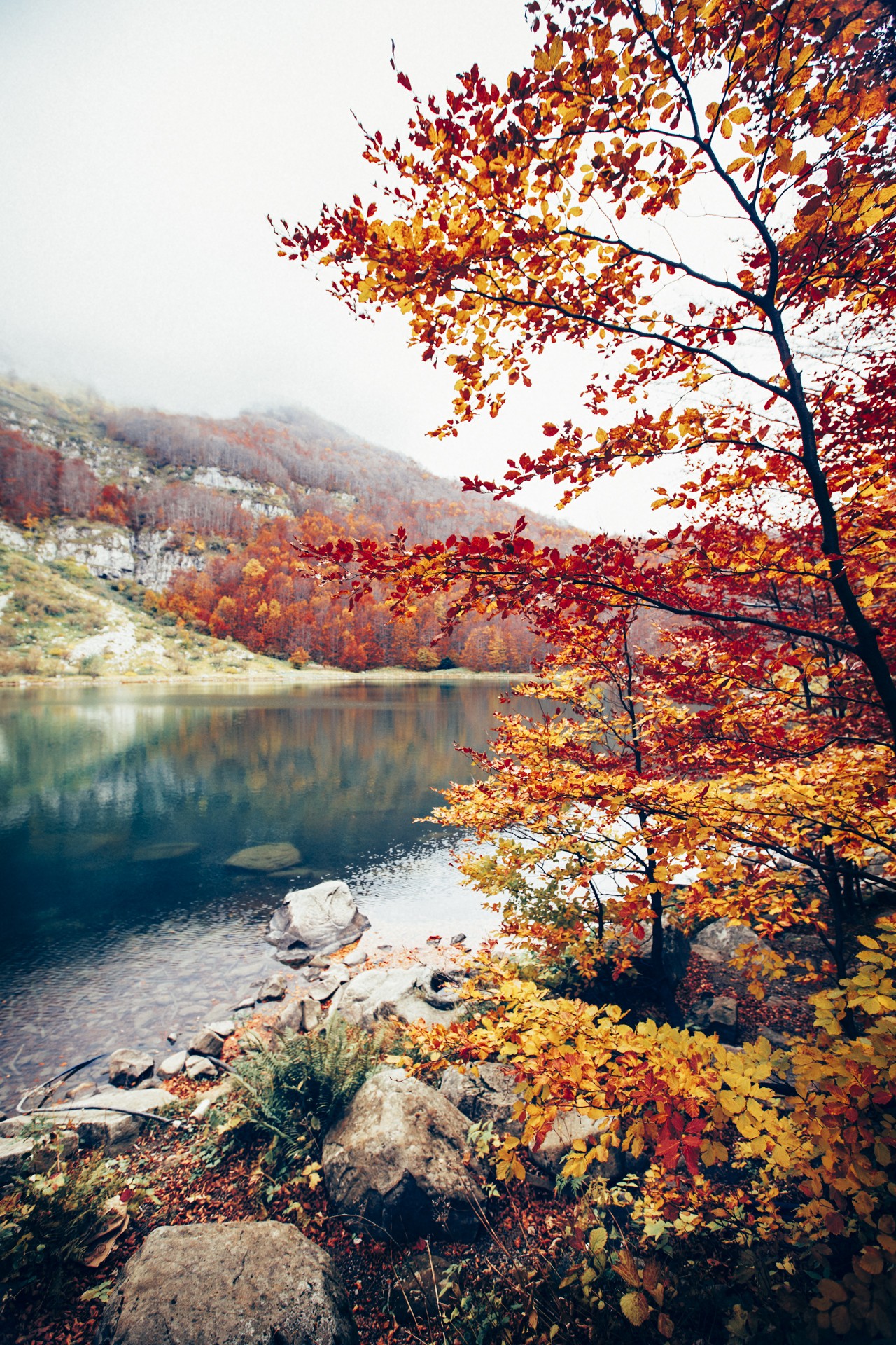 Nature Photography Portrait Display Wallpaper HD