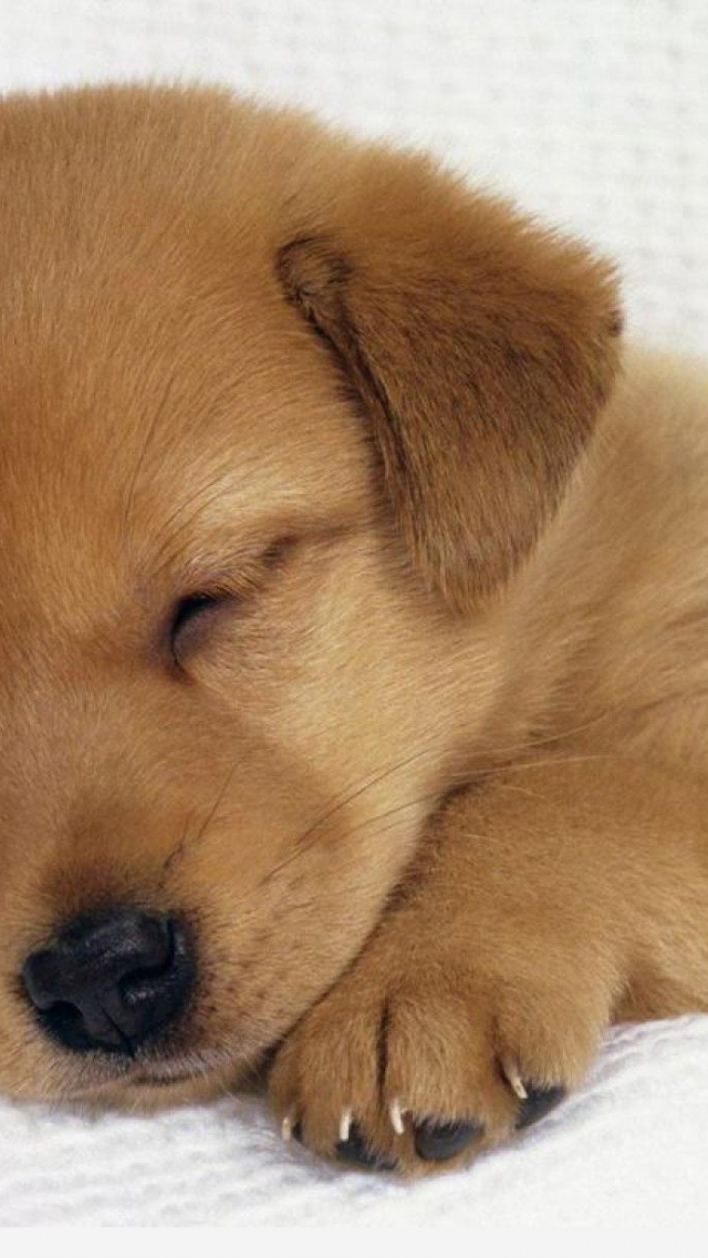 Free download Cute Dog Wallpapers Hd Wallpapers in Animals