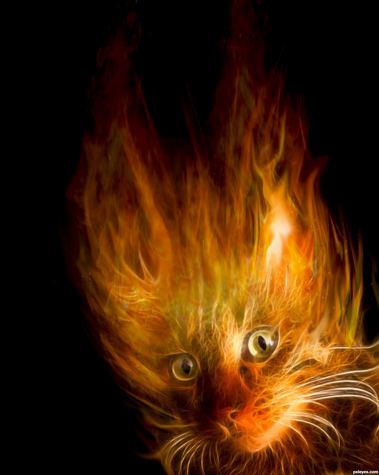 Cat Fire Wallpaper Desktop Jpg