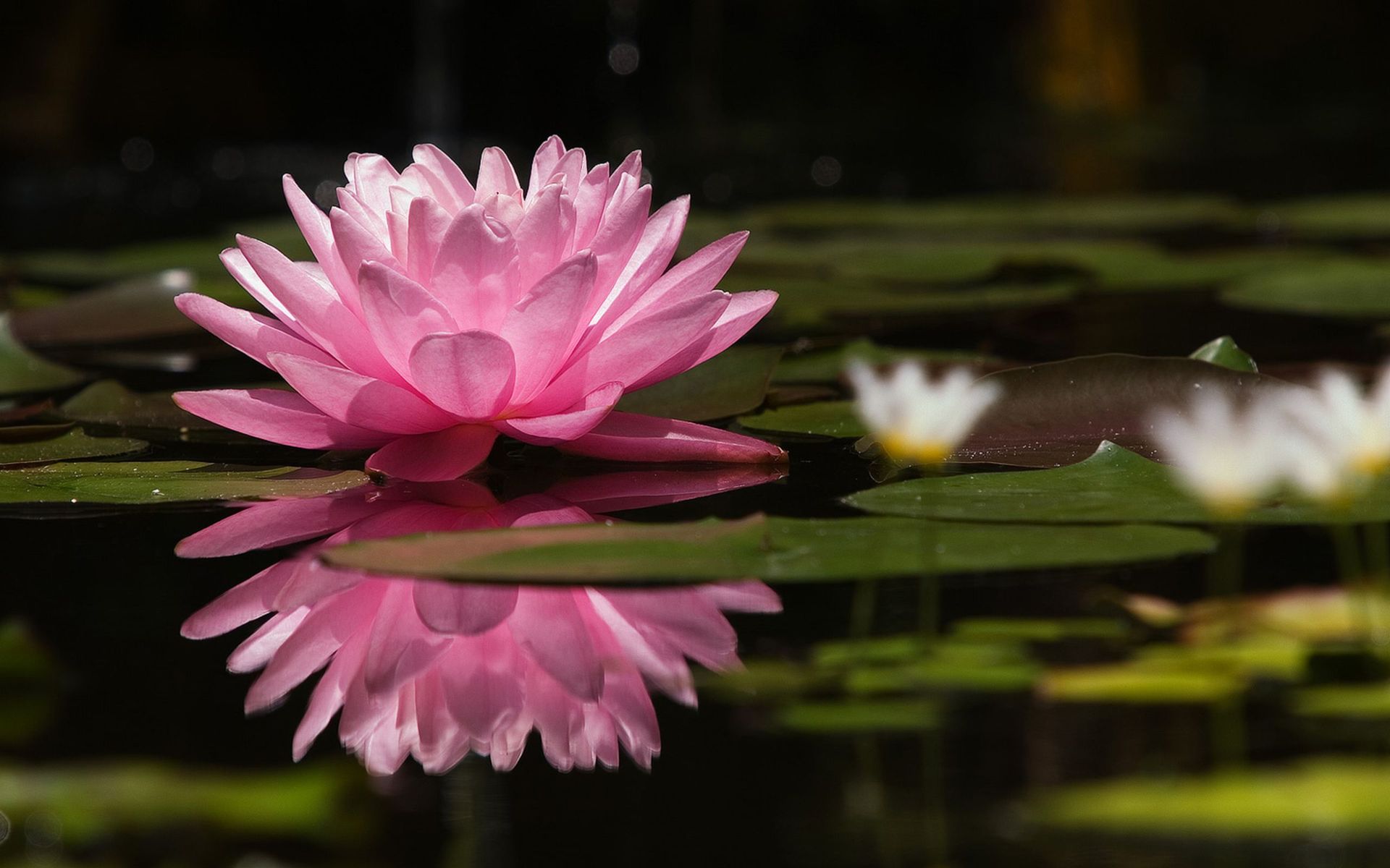  916934 Water Lily Wallpapers Flowers Wallpapers Gallery   PC