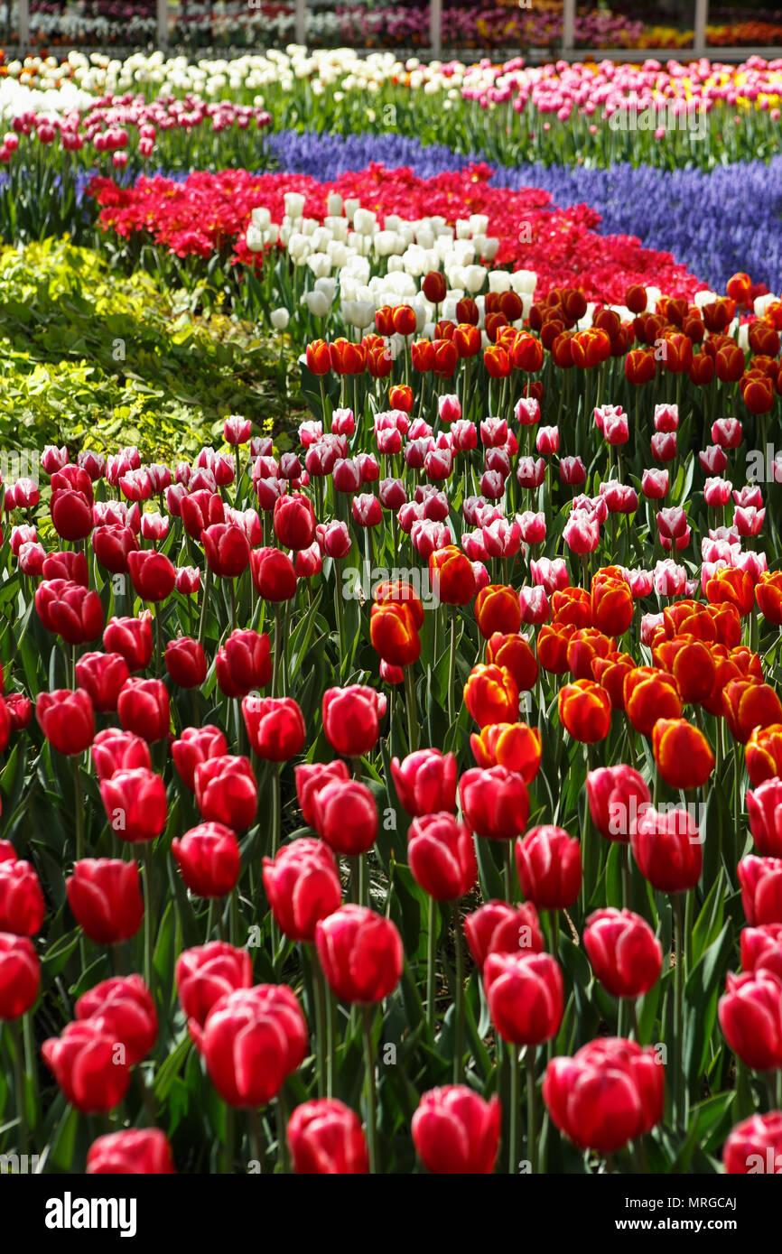 🔥 Free download Beautiful colorful red tulips flowers bloom in spring