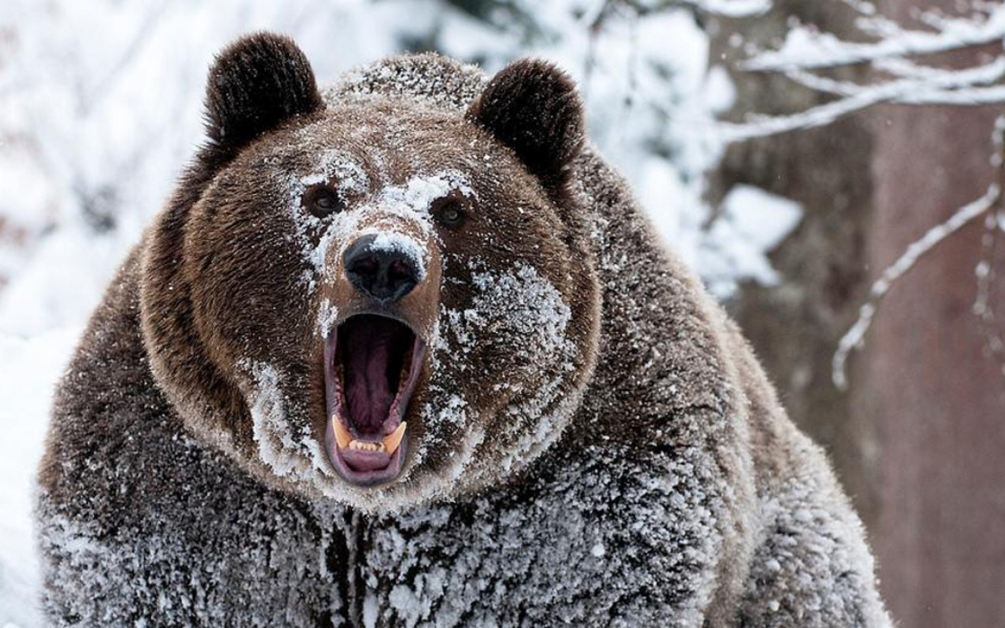 Grizzly Bears Cocaine Wallpaper