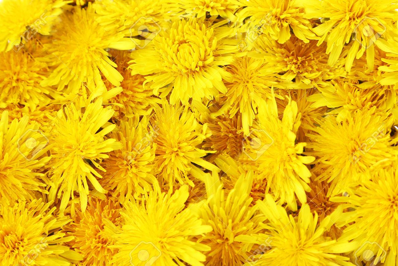 Free Download Yellow Dandelion Background Stock Photo Picture And free-download-yellow-dandelion-background-stock-photo-picture-and