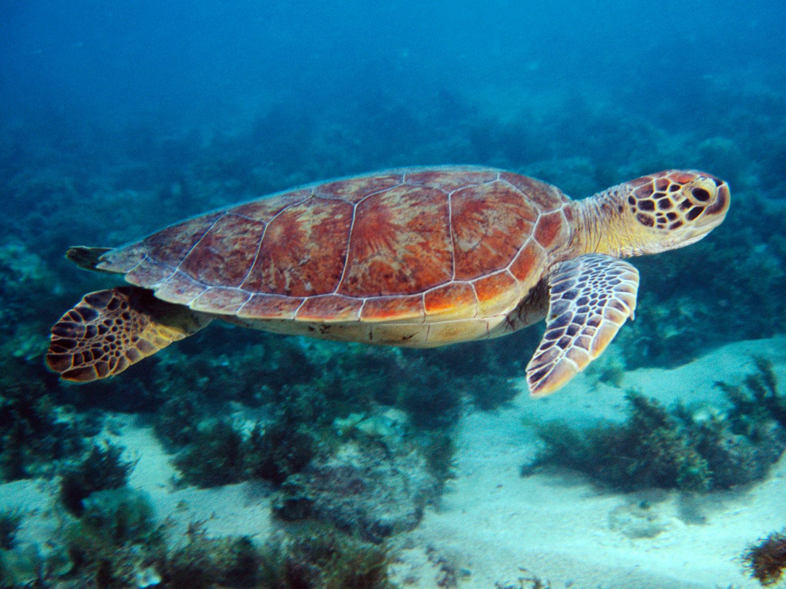 Hq Swimming Sea Turtle Wallpaper