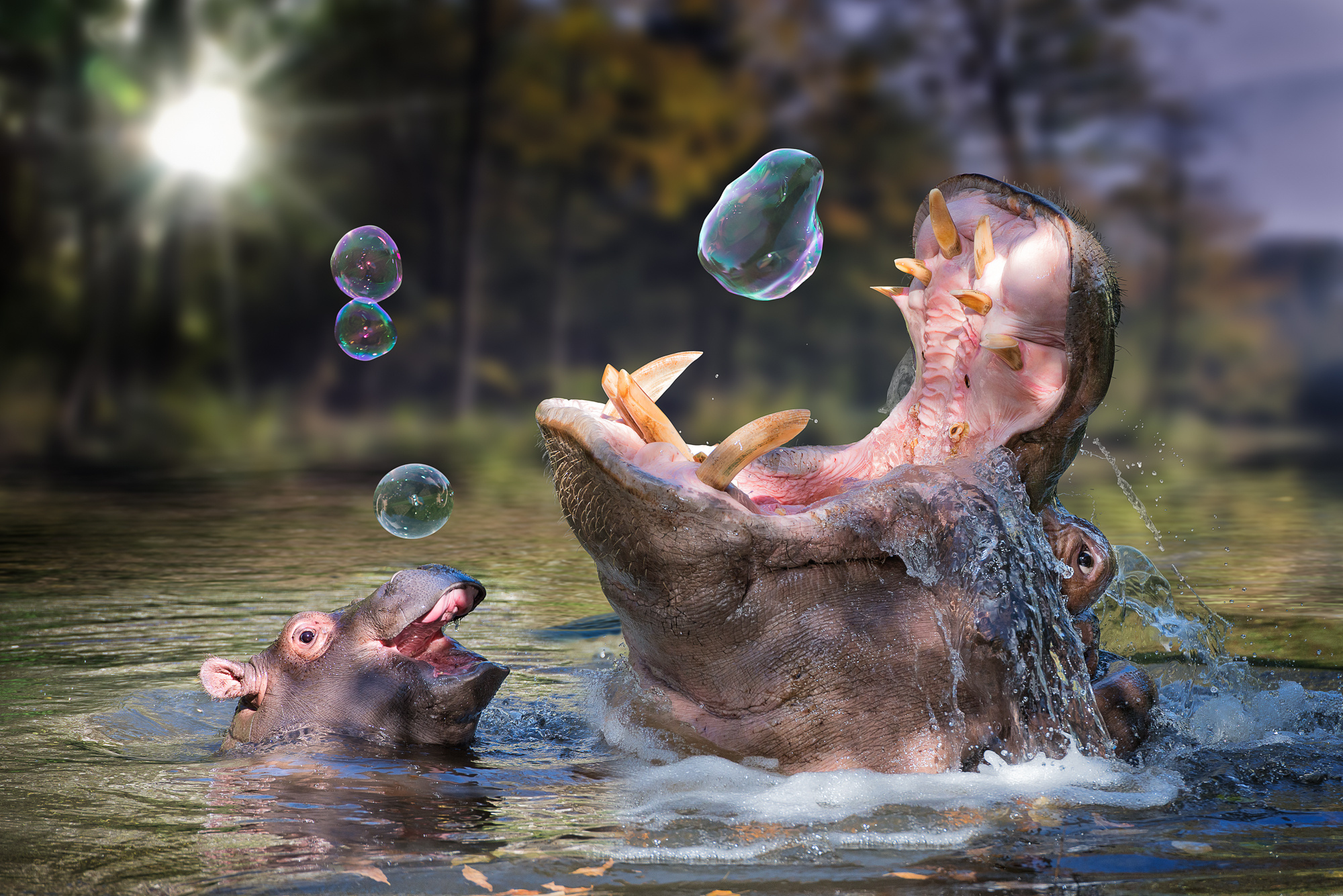 Hippo Baby Bathing Soap Bubbles Wallpaper Background