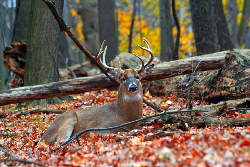 Whitetail Deer Hunting Rifles