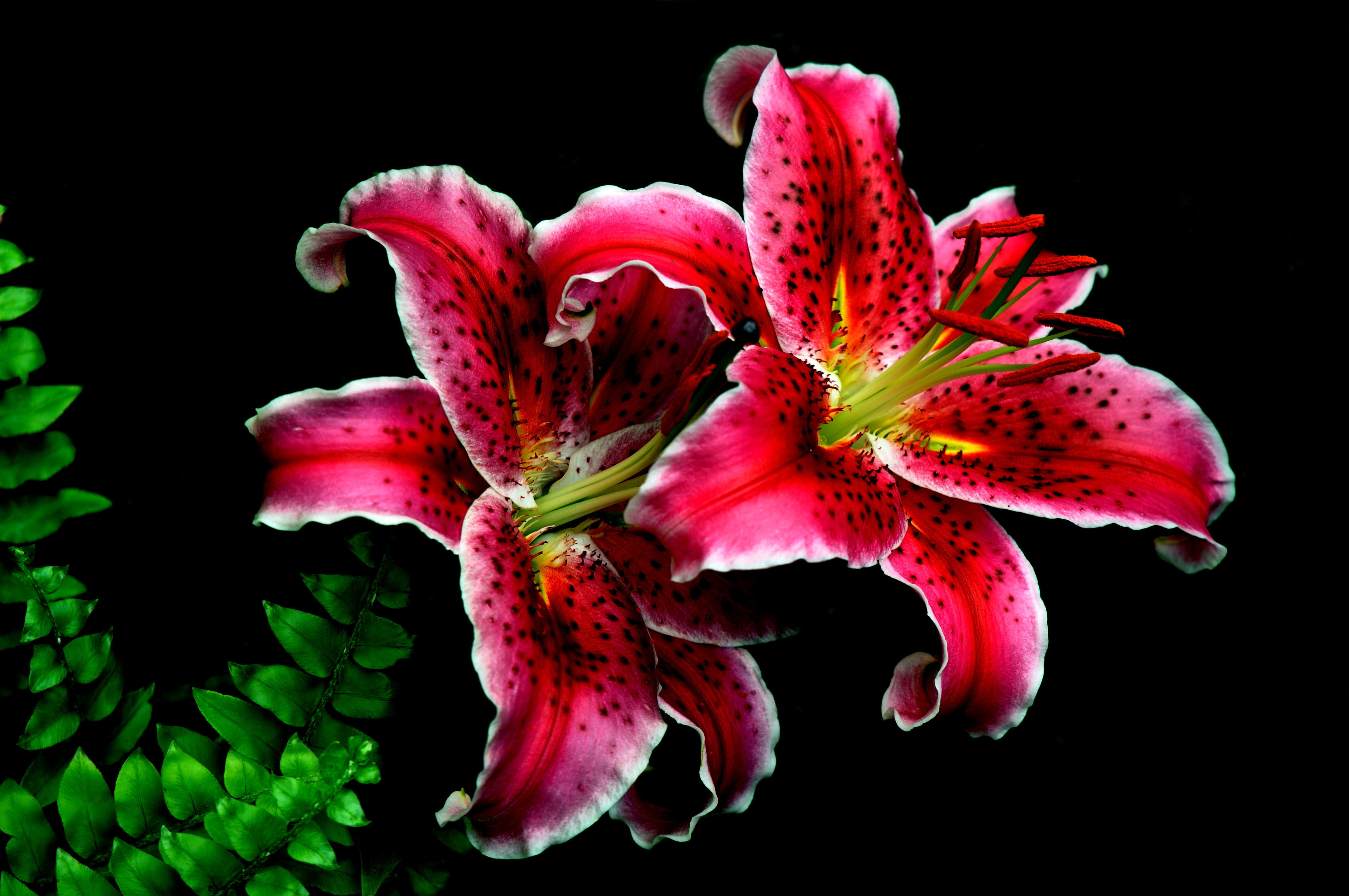 Top Collection Of Tiger Lily Wallpaper