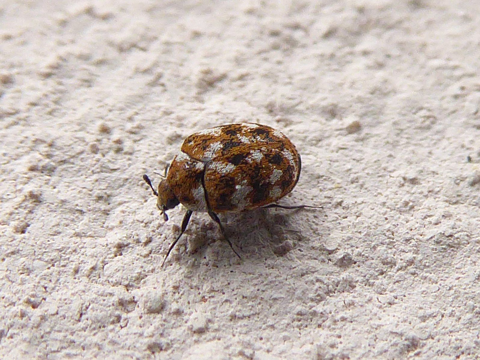 Are Carpet Beetles A Big Deal Unveiling The Truth About These Tiny Wallpaper