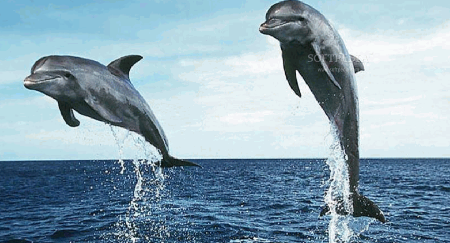 Dolphin Screensaver