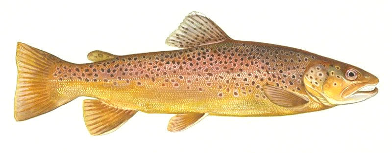 Brown Trout Pictures