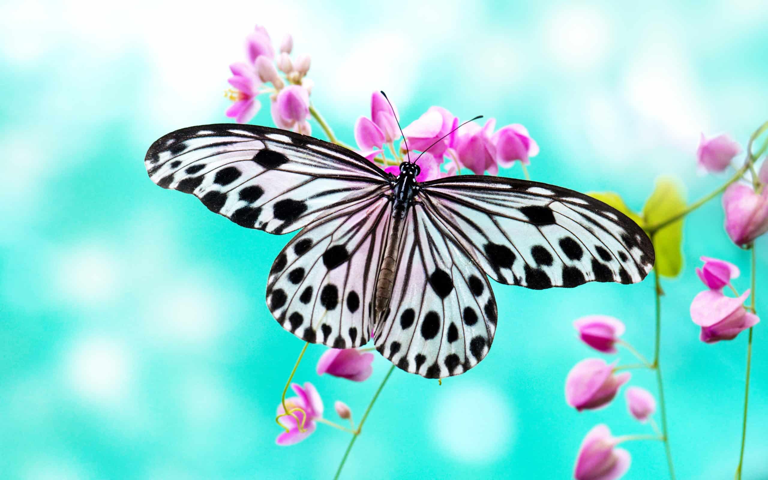 Flower Butterfly Wallpaper