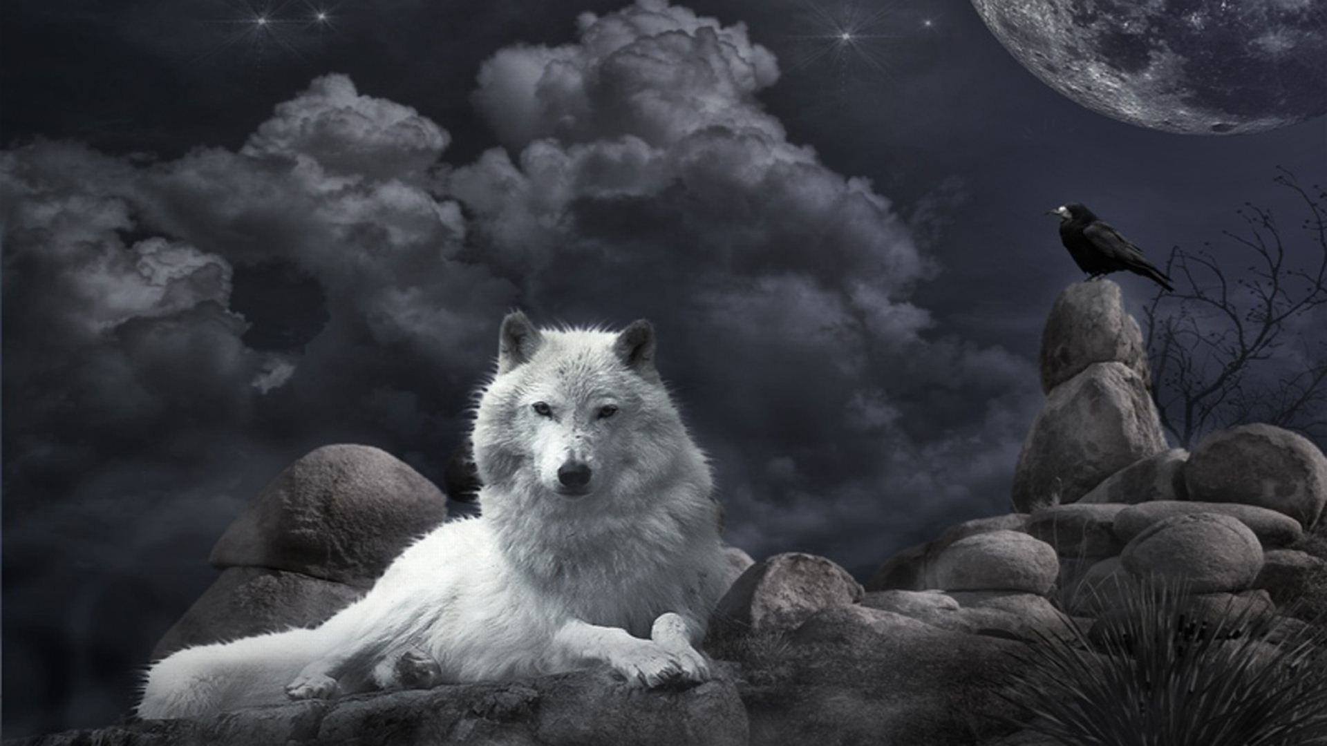 White Wolf Wallpaper Image With Id Desktop