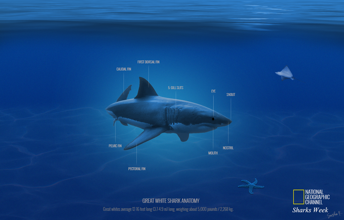 Great White Shark Anatomy By Culticfrog