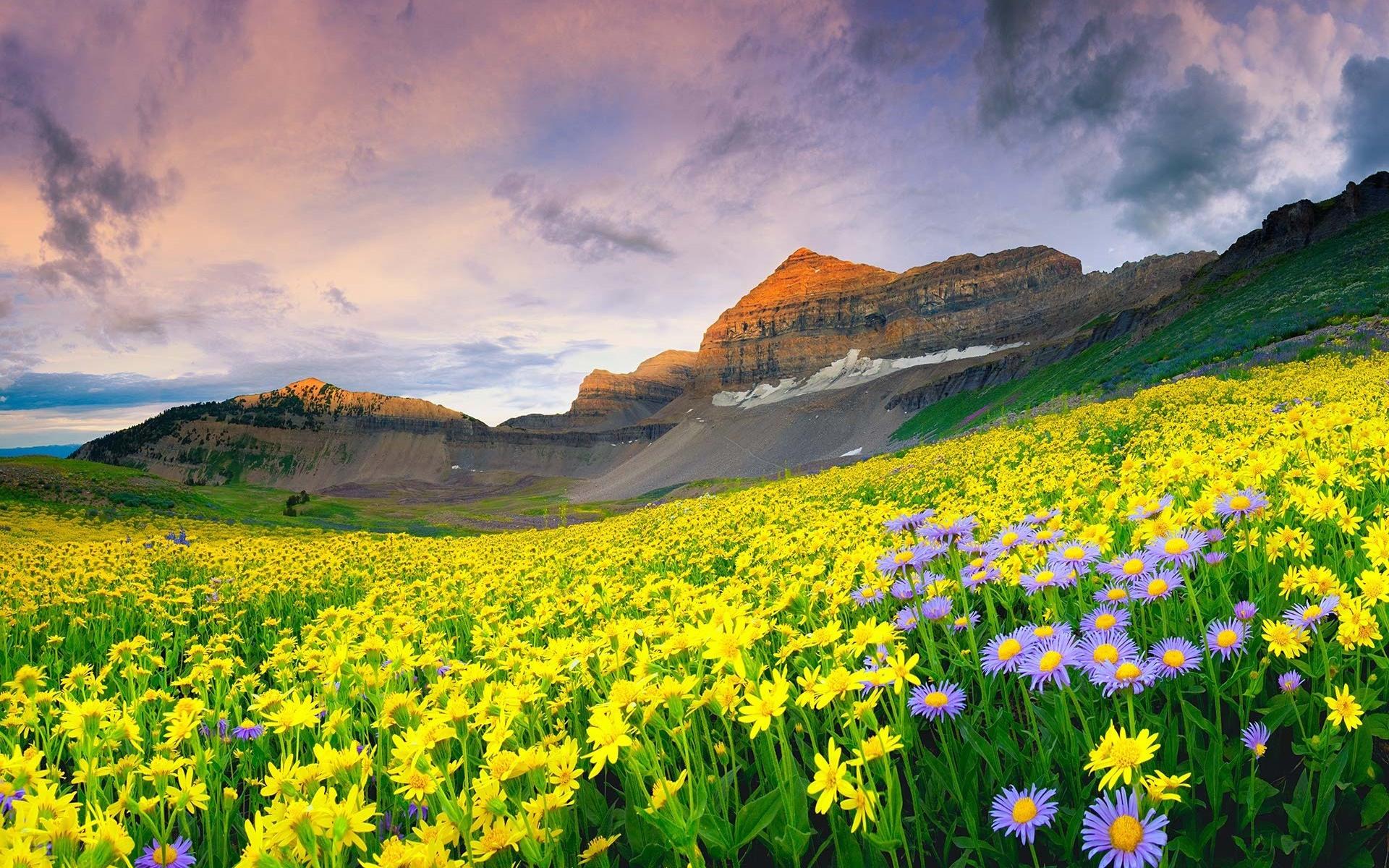 Wildflower Meadow Desktop Wallpaper Nature