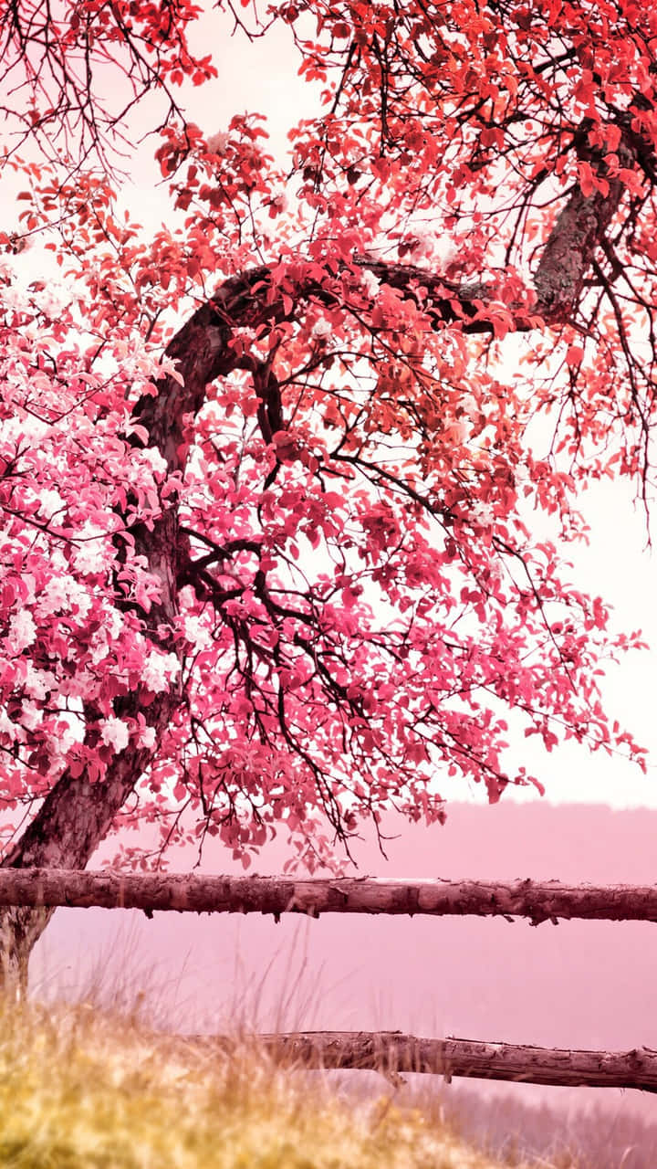 Pink Cherry Blossom Wallpaper