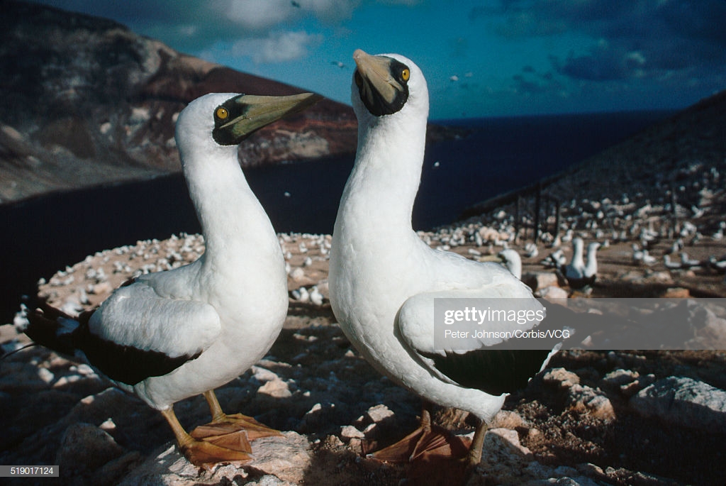 Masked Boobies On Boatswain Bird Island With Ascension In