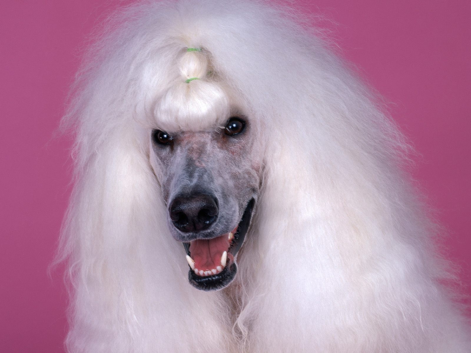 Dogs Wallpaper Continental Standard Poodle