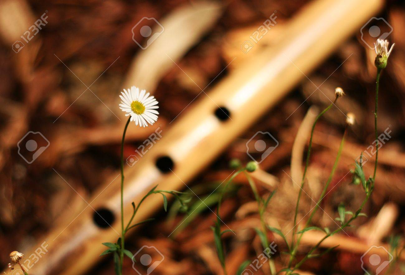 Daisy Flower With A Bansuri On Background Stock Photo Picture And