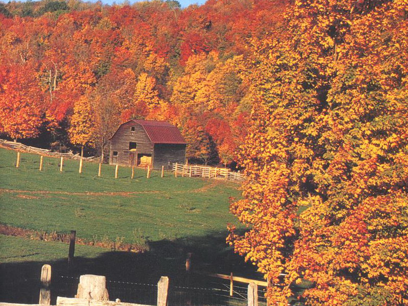 Barn Among Autumn Trees Farms Buildings And Landmarks Wallpaper