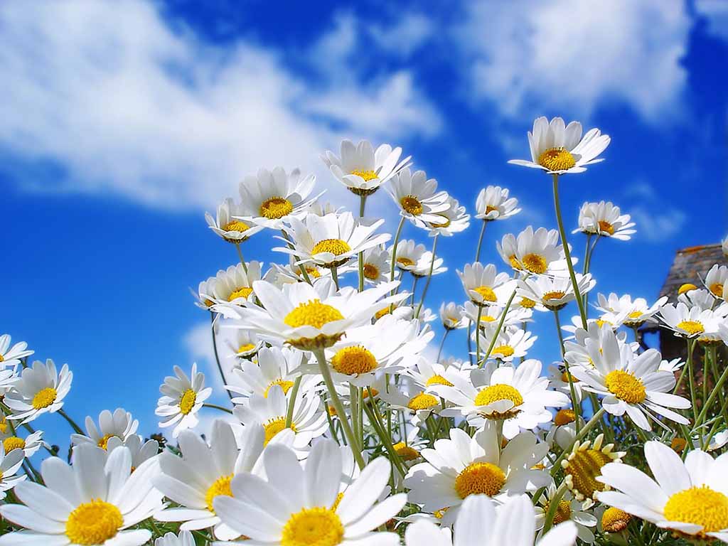 Beautiful Flower Nature Scenery Wallpaper Daisy And Rose Background
