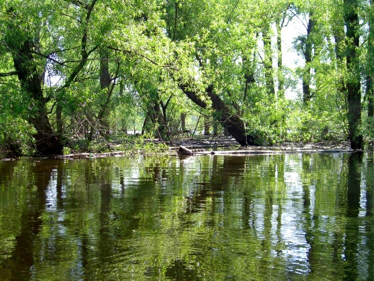 Louisiana Swamp Behind The Scenes Virtual Coo Photo Picture