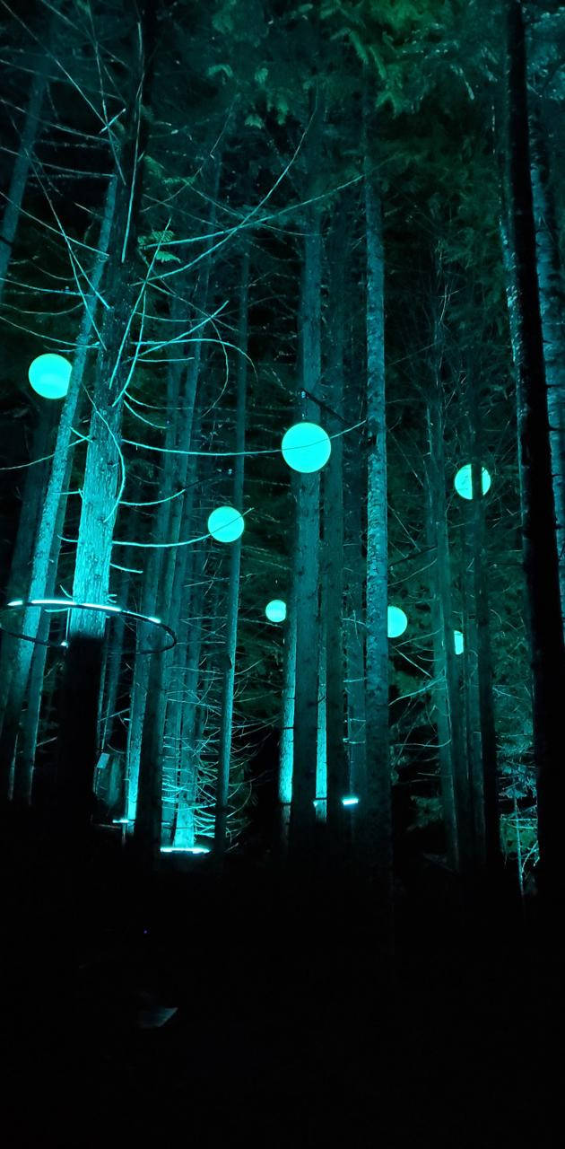 Mystical Forest Wallpaper