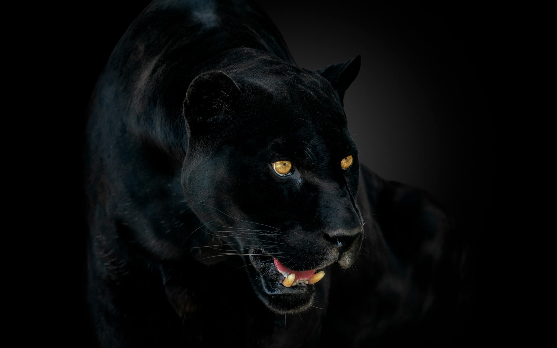 Panther Wallpaper