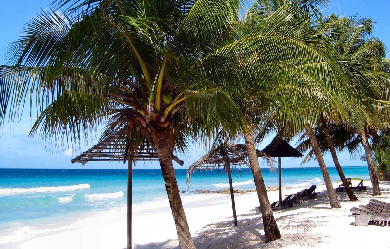 Wallpaper Sand Beach The Sky Palm Trees Shore Barbados Image