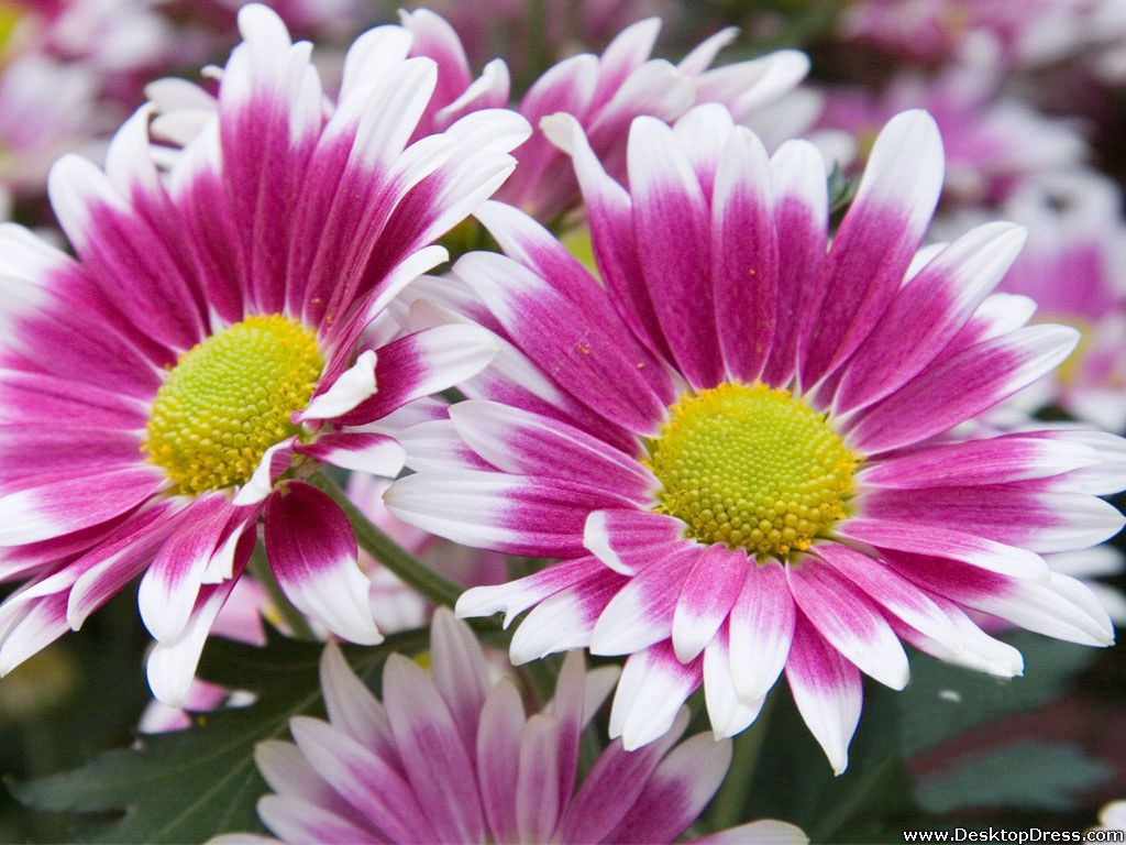 wallpapers flowers gardens backgrounds pink daisies pink daisies