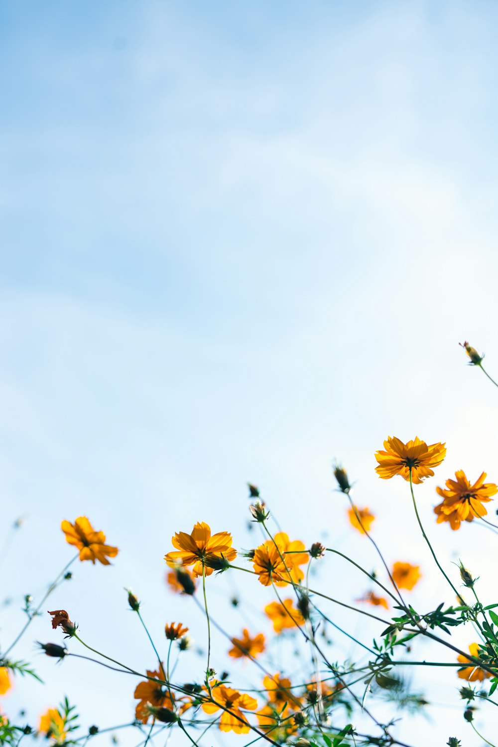 Spring Wallpaper HD Hq