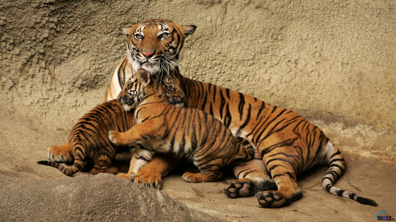 Wallpaper Bengal Tiger With Cubs X Desktop
