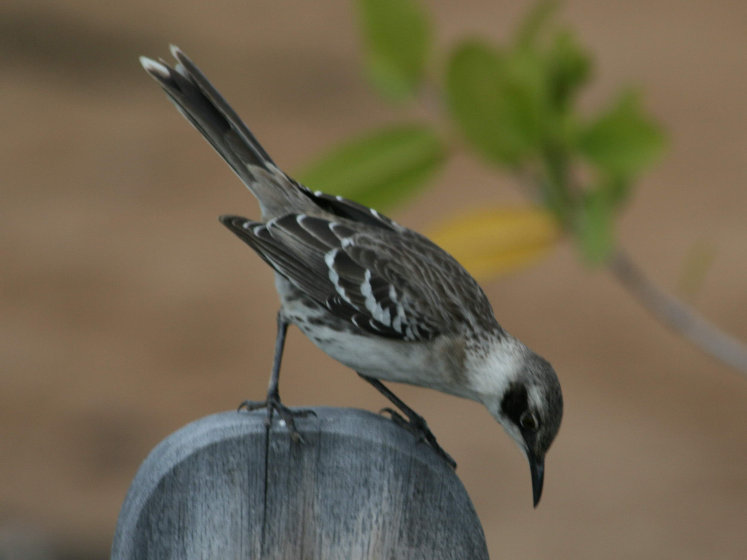 Mockingbird Galapagos Wallpaper Background Image