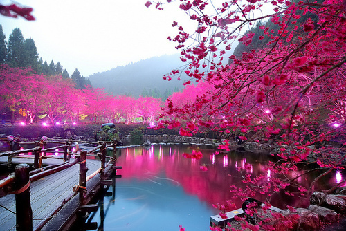 Wallpaper Sakura Tree Pink By Aleksakura