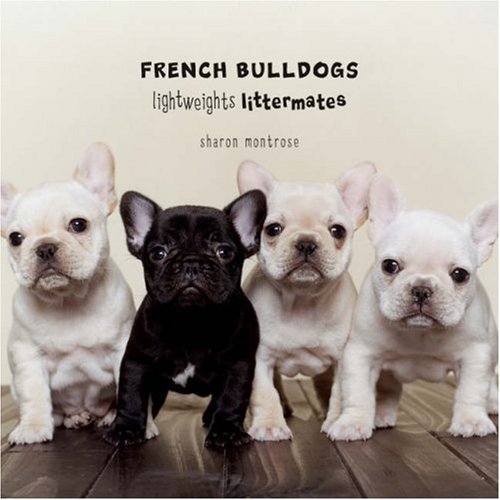 French Bulldogs Lightweights Littermates By