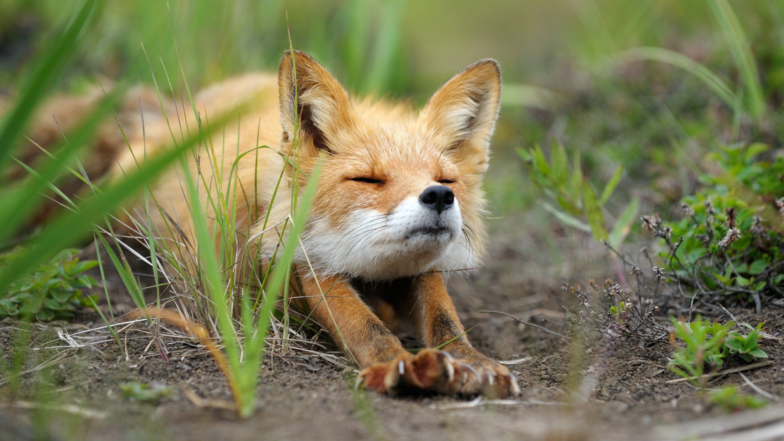 Cute baby fox Widescreen and Full HD Wallpapers