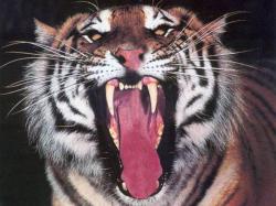 Big Mouth Wallpaper Thousands Of