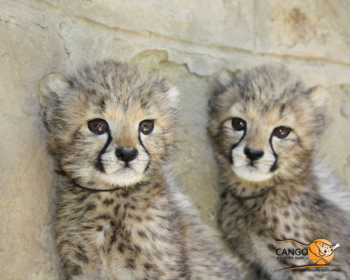 Cute Cheetah Cubs Resolution Pixelsuper Cool HD Wallpaper