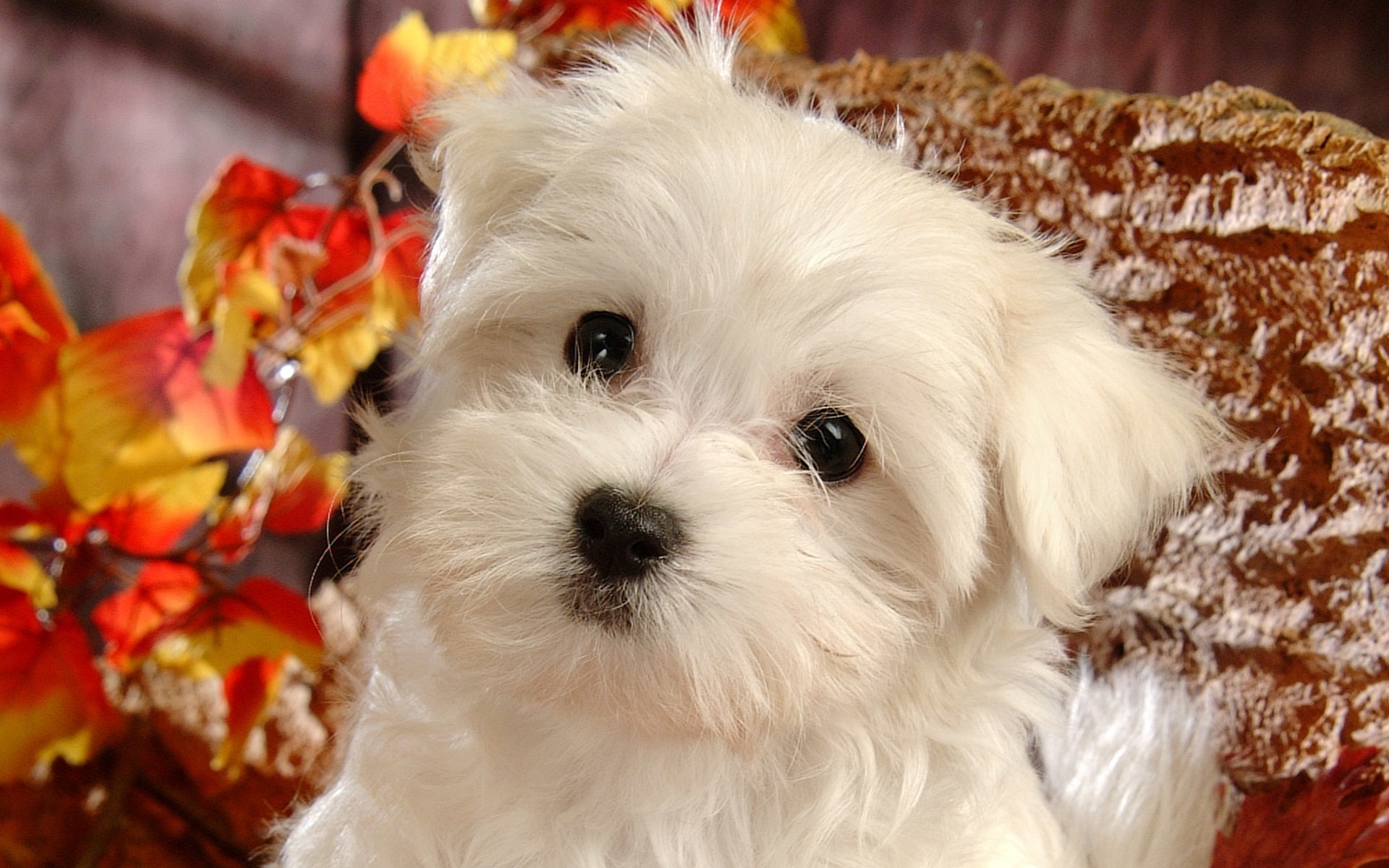 Adorable White Puppy in Autumn Setting