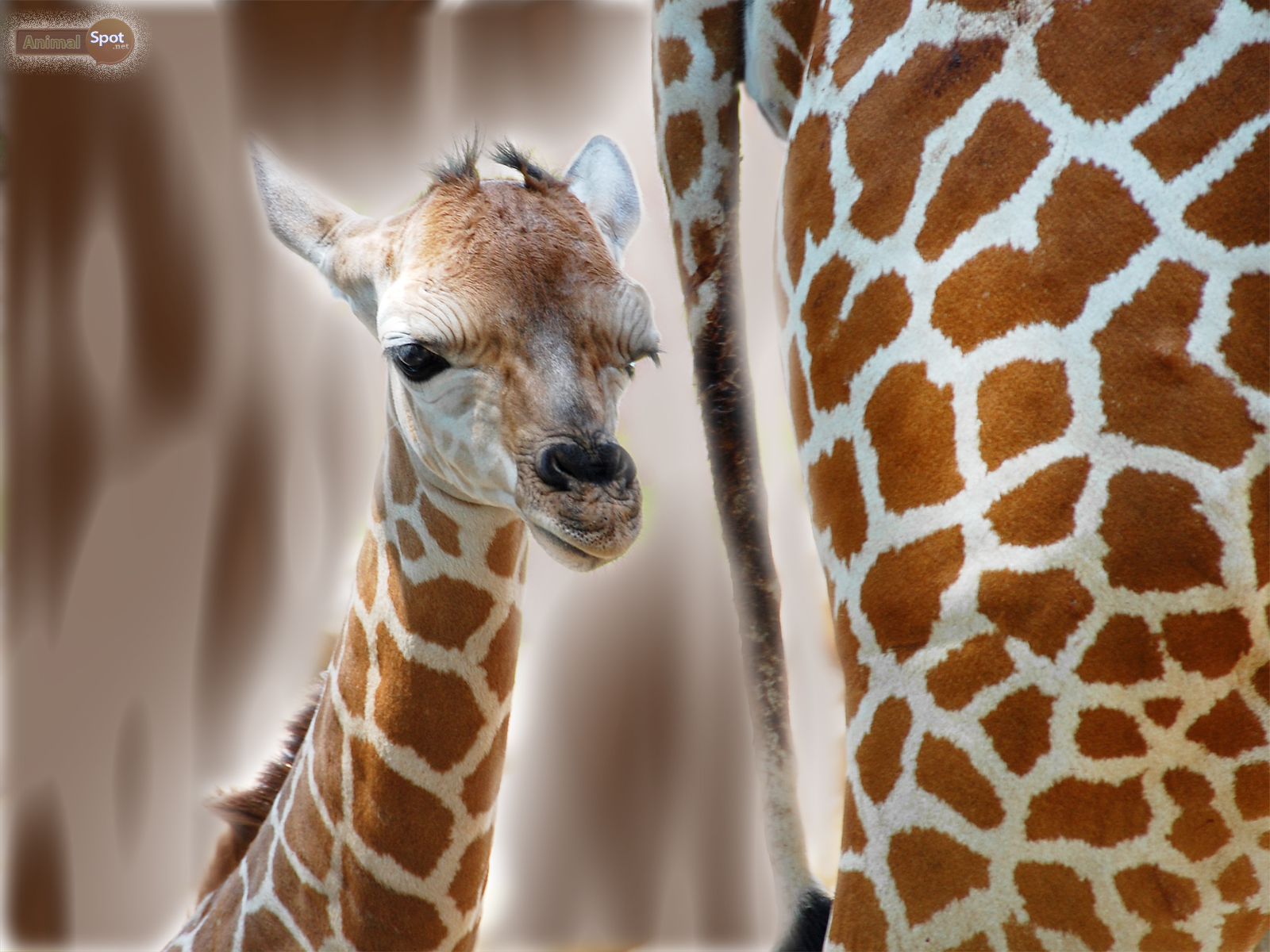 Baby Giraffe Wallpaper Cute Background