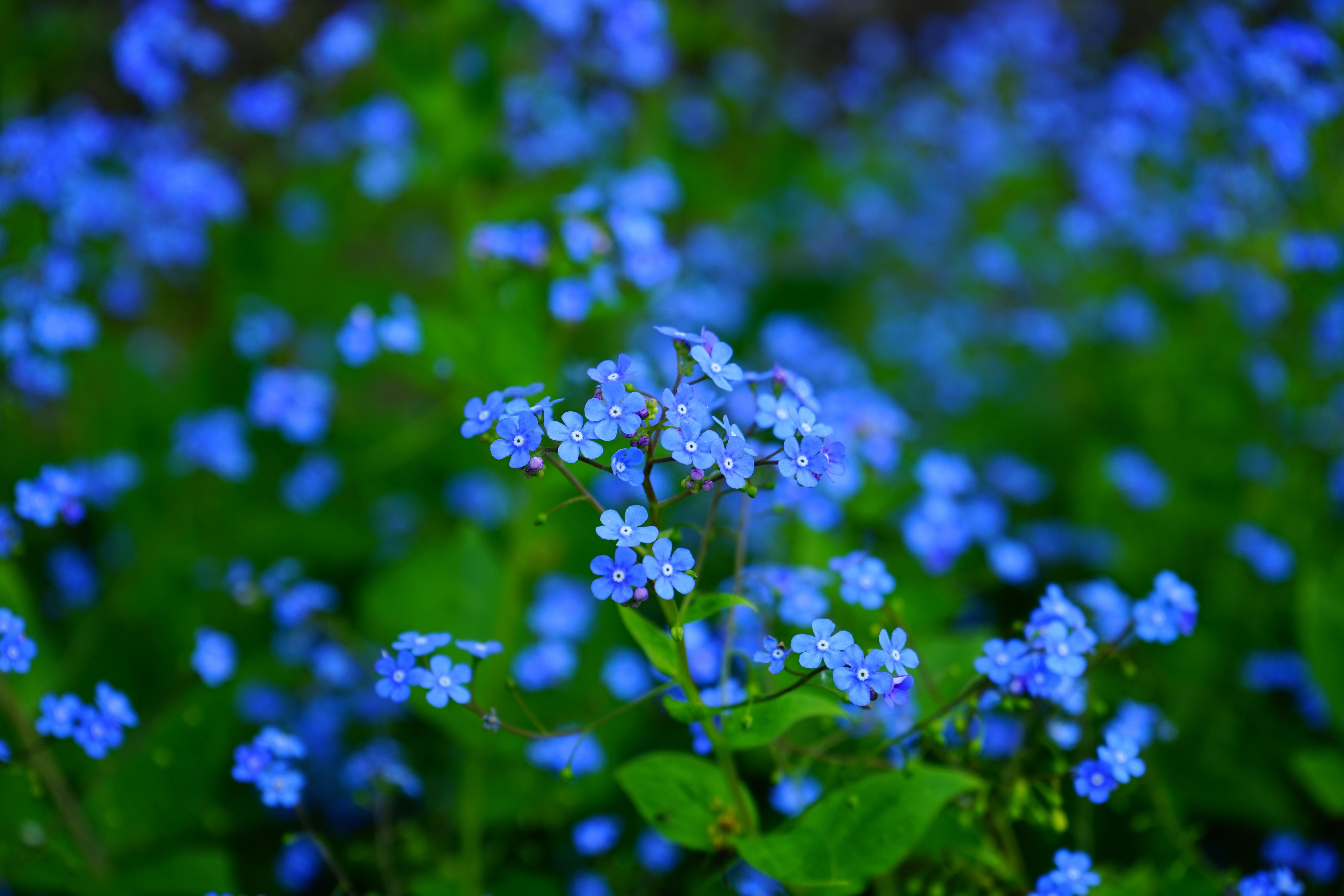 4k Blue Flower Wallpaper Background Image
