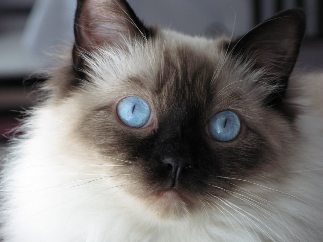 Young Fluffy Siamese Cat Wallpaper And Image Pictures