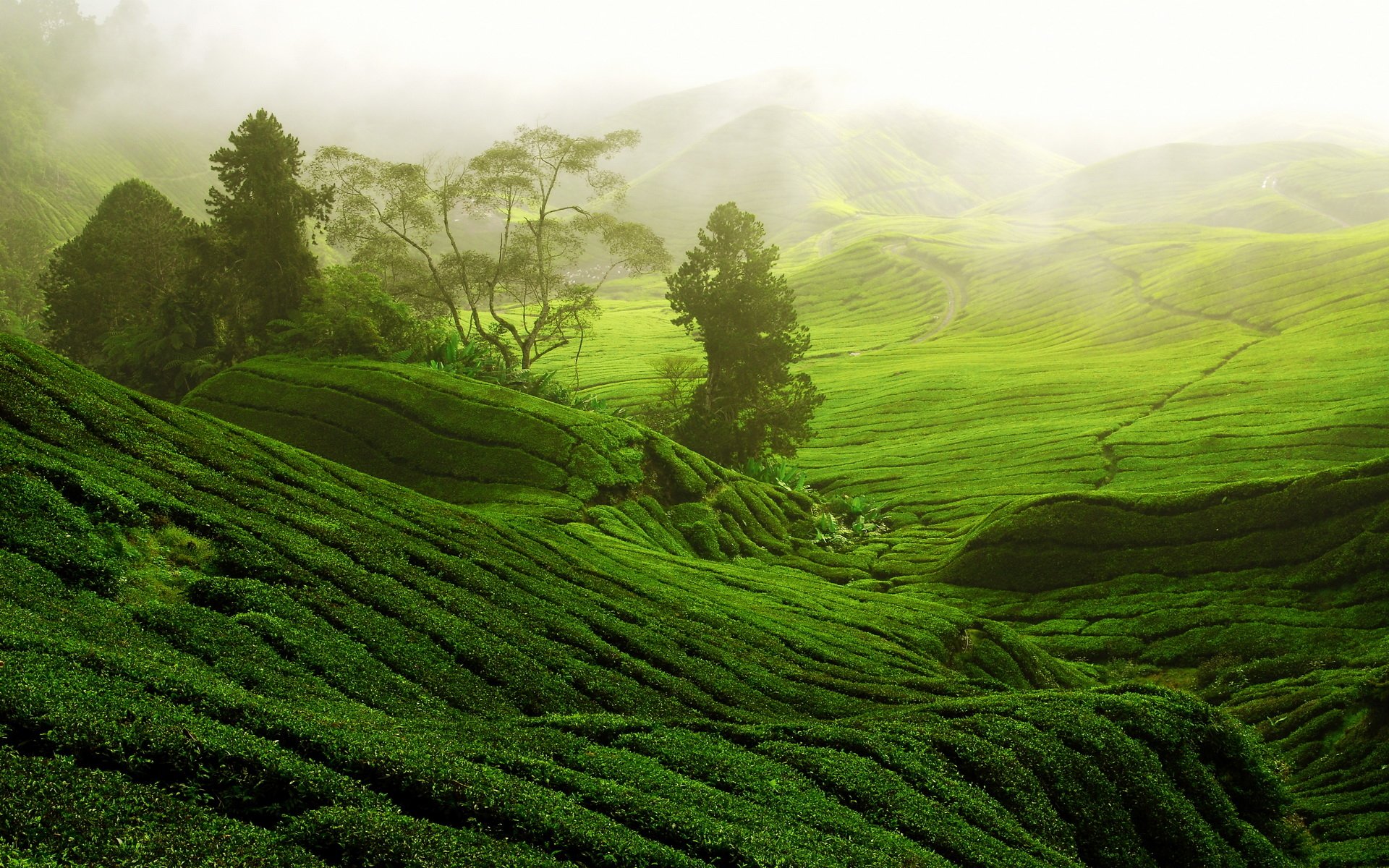 Tea Plantation HD Wallpaper Background Image